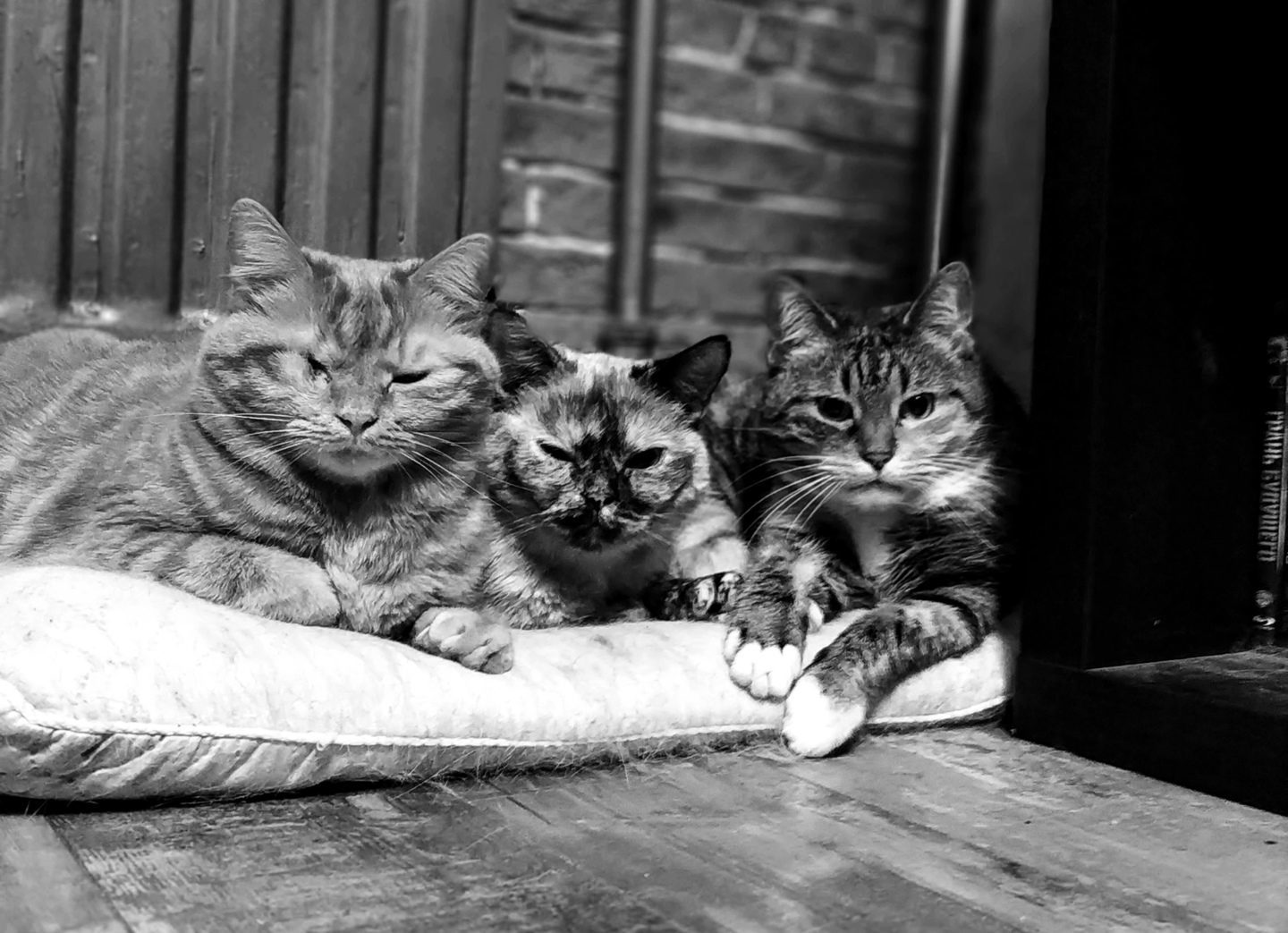 Напротив каждой кошки по три кошки. 3 Кошки. Три кошки фото. Картинки 3 котов. Три кошки Манхэттен.