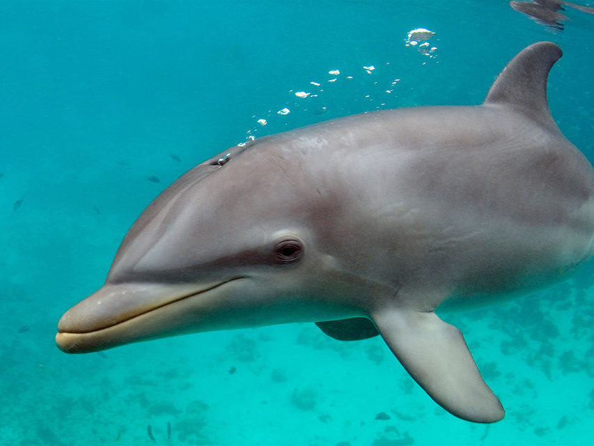 Люди смогут ориентироваться в пространстве по звуку, как дельфины