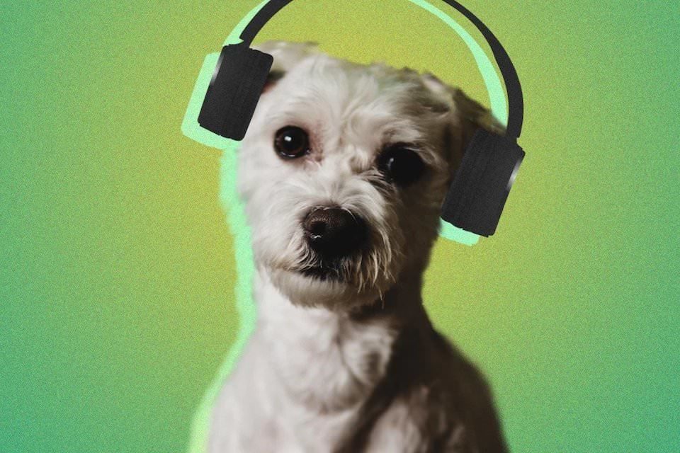 Spotify предложил плейлисты для домашних питомцев: собак, кошек, хомяков, птиц и даже игуан