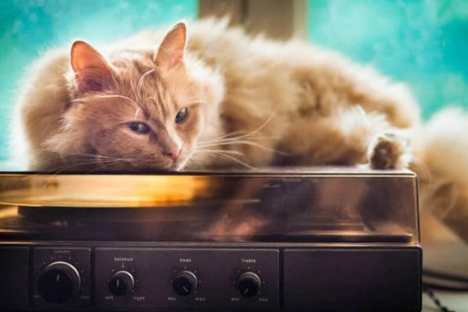 Ученые из Университета штата Луизиана убедились в благотворном влиянии кошачьей музыки на кошек